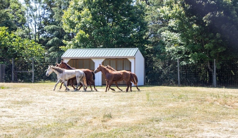Iredell Mustang Madness: 9 Of 10 Runaway Horses Back In Custody, One Still On The Lam