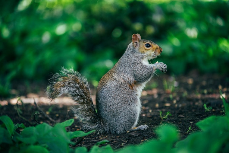 Junk Food Frenzy: Bold Santa Monica Squirrels Turn Palisades Park Into Their Buffet
