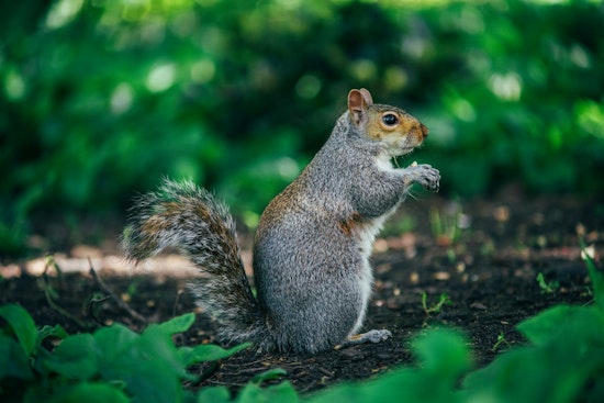 Junk Food Frenzy: Bold Santa Monica Squirrels Turn Palisades Park Into Their Buffet