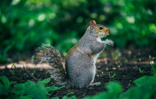 Junk Food Frenzy: Bold Santa Monica Squirrels Turn Palisades Park Into Their Buffet