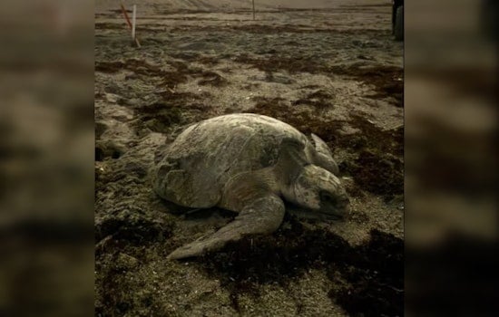 Jupiter Beach Stunned as Rare Turtle Tini Lays Secret Nest