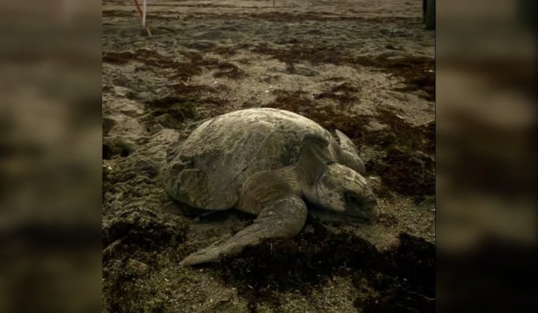 Jupiter Beach Stunned as Rare Turtle Tini Lays Secret Nest