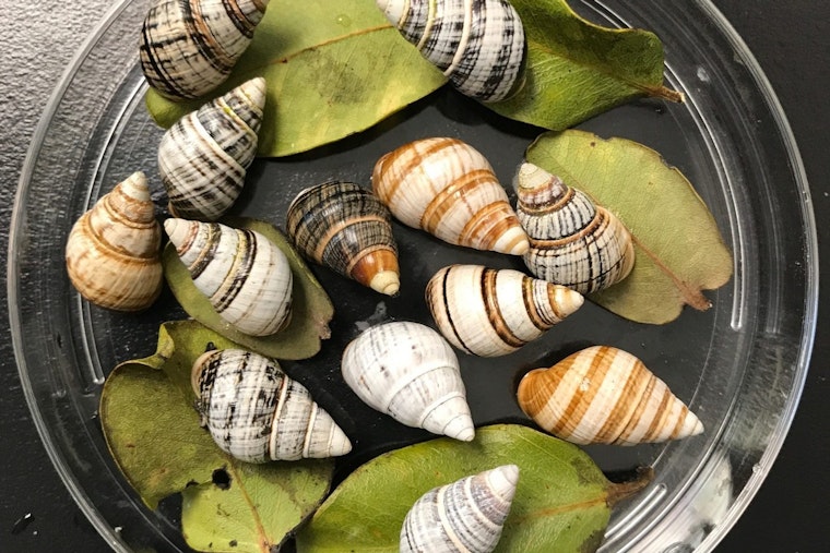 Kāhuli Comeback: Jewel-Like Oahu Snails Get Predator-Proof Koʻolau Haven