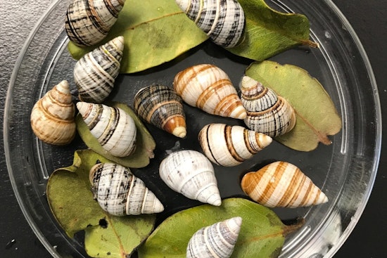 Kāhuli Comeback: Jewel-Like Oahu Snails Get Predator-Proof Koʻolau Haven