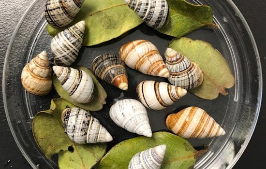 Kāhuli Comeback: Jewel-Like Oahu Snails Get Predator-Proof Koʻolau Haven