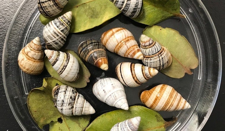 Kāhuli Comeback: Jewel-Like Oahu Snails Get Predator-Proof Koʻolau Haven