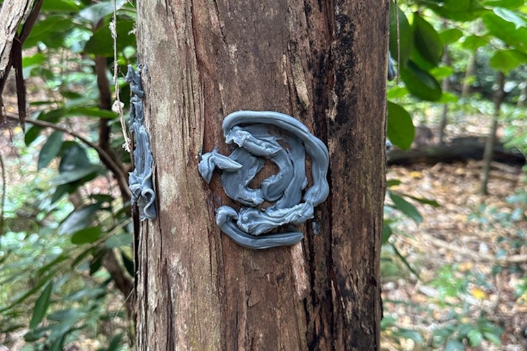 Kauaʻi Crews Roll Out Beetle Blocker In High-Stakes Fight For ʻŌhiʻa