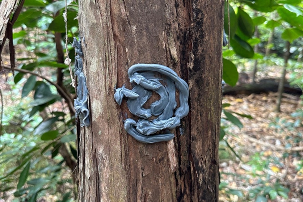 Kauaʻi Crews Roll Out Beetle Blocker In High-Stakes Fight For ʻŌhiʻa