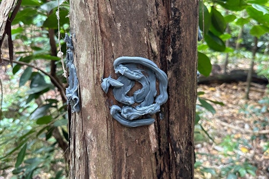 Kauaʻi Crews Roll Out Beetle Blocker In High-Stakes Fight For ʻŌhiʻa