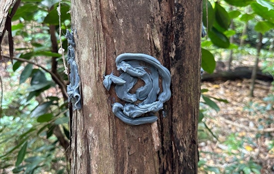 Kauaʻi Crews Roll Out Beetle Blocker In High-Stakes Fight For ʻŌhiʻa