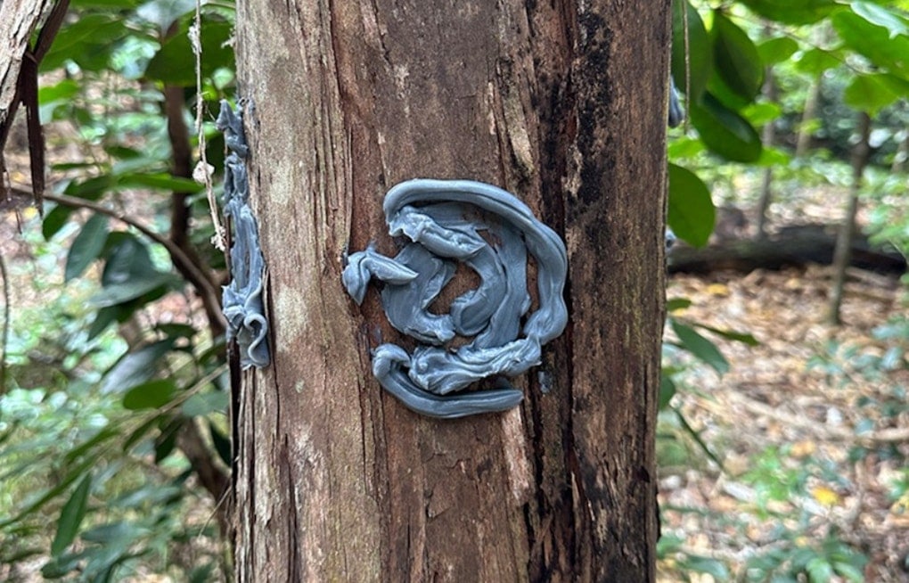 Kauaʻi Crews Roll Out Beetle Blocker In High-Stakes Fight For ʻŌhiʻa