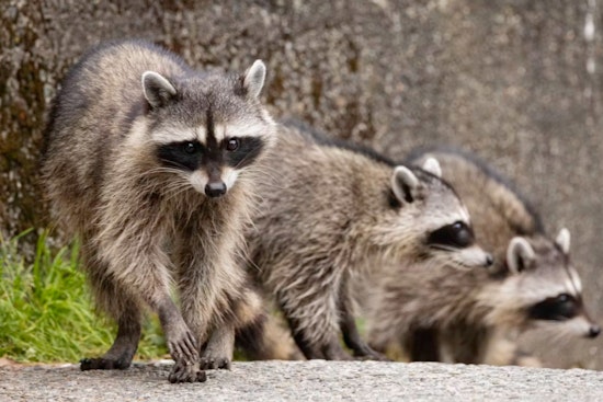 Kensington Block Feels Besieged as Raccoons Invade Argyle Street Rowhouse
