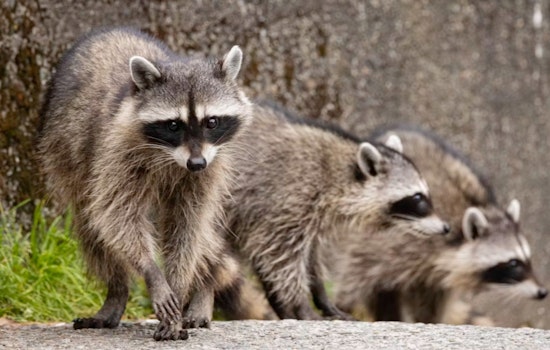 Kensington Block Feels Besieged as Raccoons Invade Argyle Street Rowhouse