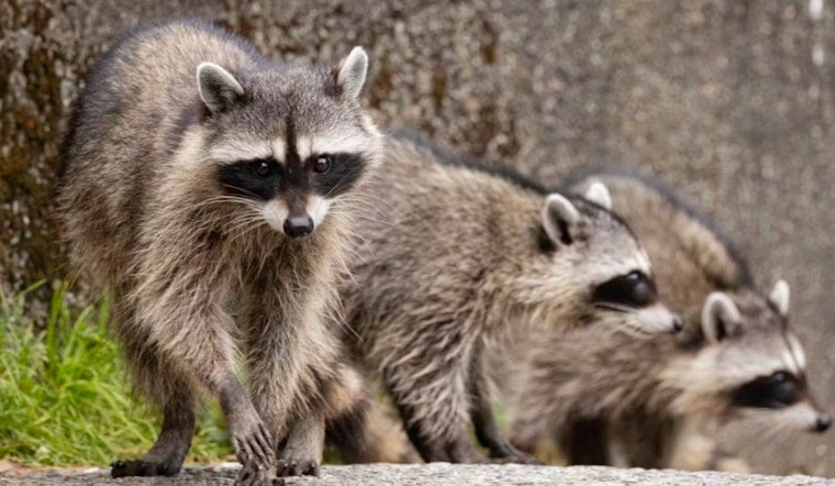 Kensington Block Feels Besieged as Raccoons Invade Argyle Street Rowhouse