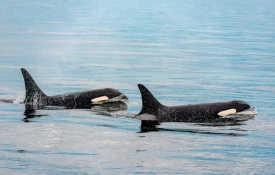 Killer Whale Commute Wows West Seattle As Orcas Slip Past Blakely Rock