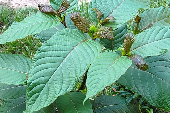 Kratom Deaths Spike Across Oklahoma as Medical Examiner Sounds Alarm