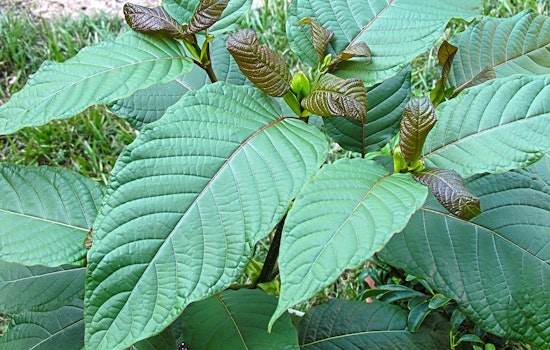 Kratom Deaths Spike Across Oklahoma as Medical Examiner Sounds Alarm