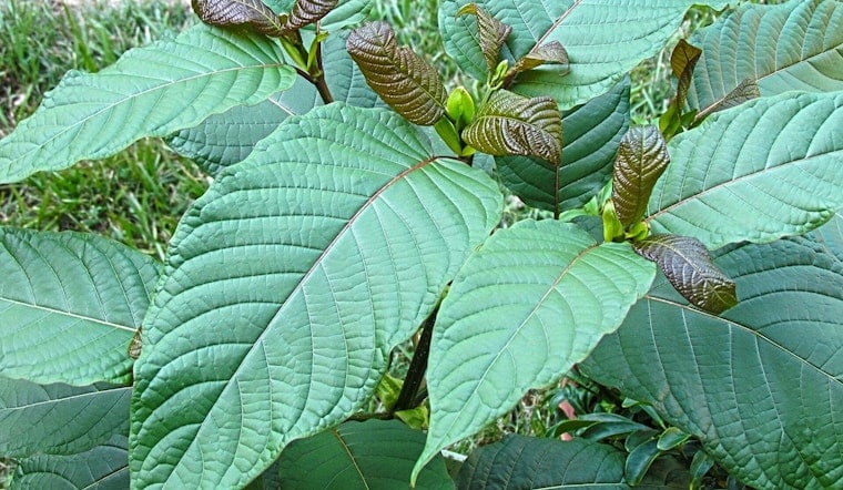 Kratom Deaths Spike Across Oklahoma as Medical Examiner Sounds Alarm