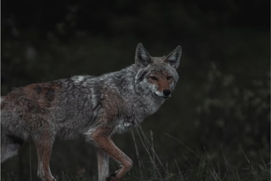 La Jolla Coyotes Turn Brazen, Leaping Fences And Chasing Pets