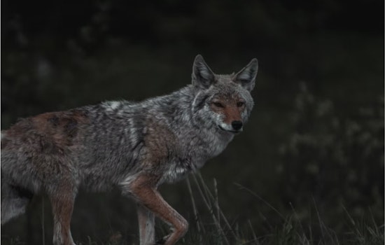 La Jolla Coyotes Turn Brazen, Leaping Fences And Chasing Pets