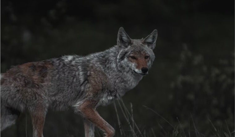 La Jolla Coyotes Turn Brazen, Leaping Fences And Chasing Pets