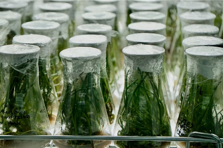 La Jolla Lab Figures Out How To Milk Space-Ready Medicines From Plants
