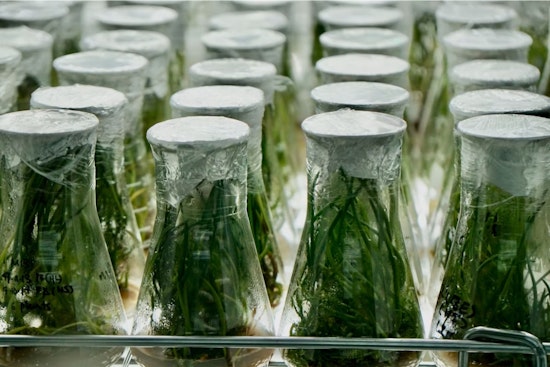 La Jolla Lab Figures Out How To Milk Space-Ready Medicines From Plants