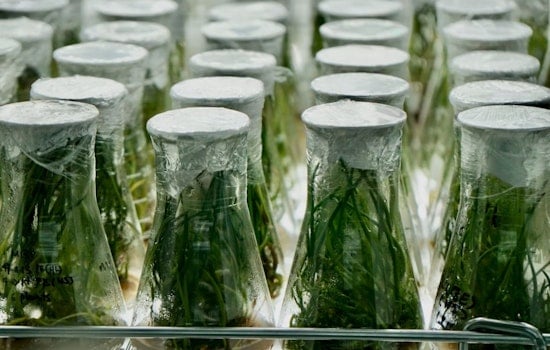 La Jolla Lab Figures Out How To Milk Space-Ready Medicines From Plants
