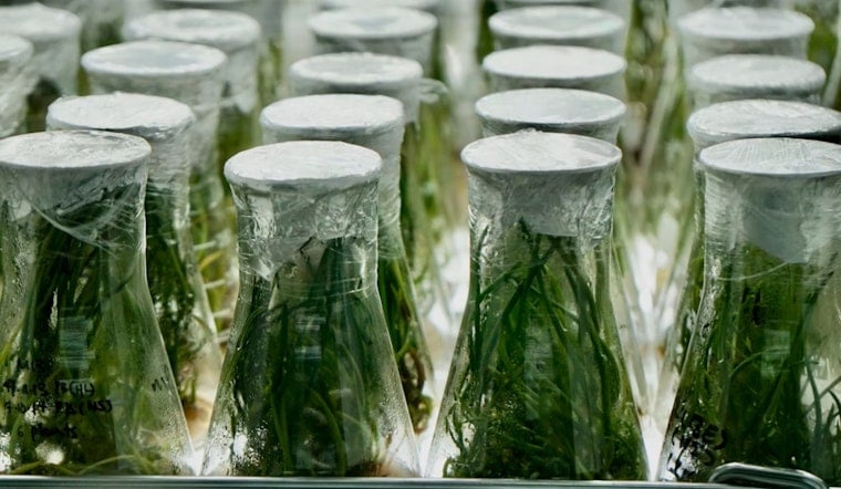 La Jolla Lab Figures Out How To Milk Space-Ready Medicines From Plants