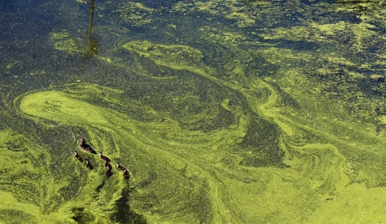 Lake Erie Walleye Bonanza Collides With Slimy Algae and Stealthy Invaders
