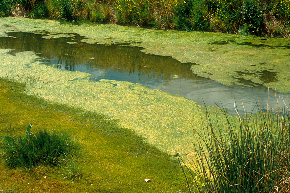 Lake Jesup Algae Alert Seminole County Health Warning