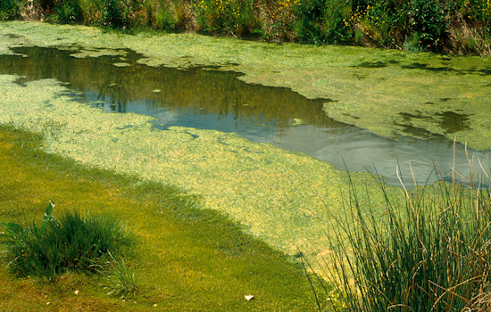 Lake Jesup Algae Alert Seminole County Health Warning