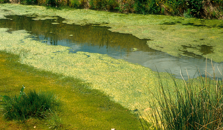 Lake Jesup Algae Alert Seminole County Health Warning