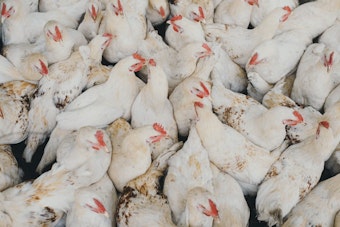 Live Chickens Dumped Like Trash At Bellefontaine Landfill, Video Shows