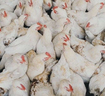 Live Chickens Dumped Like Trash At Bellefontaine Landfill, Video Shows