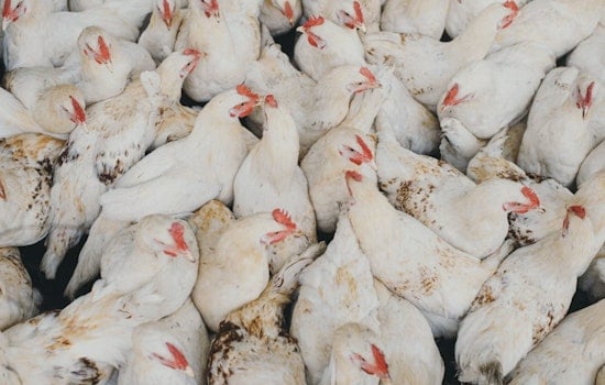 Live Chickens Dumped Like Trash At Bellefontaine Landfill, Video Shows