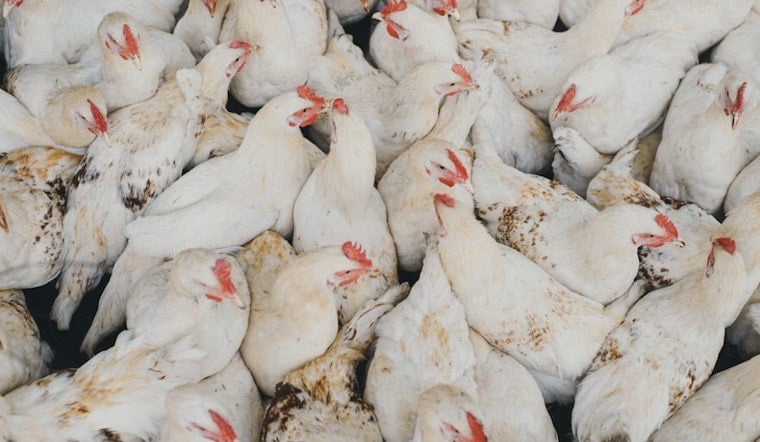 Live Chickens Dumped Like Trash At Bellefontaine Landfill, Video Shows
