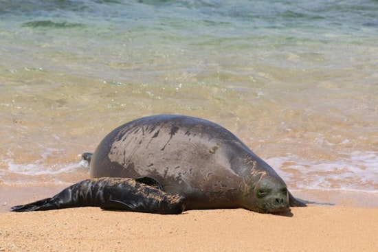 Loose Dogs, Late-Night Parties Put Rocky’s Baby Monk Seal At Risk In Kalaeloa