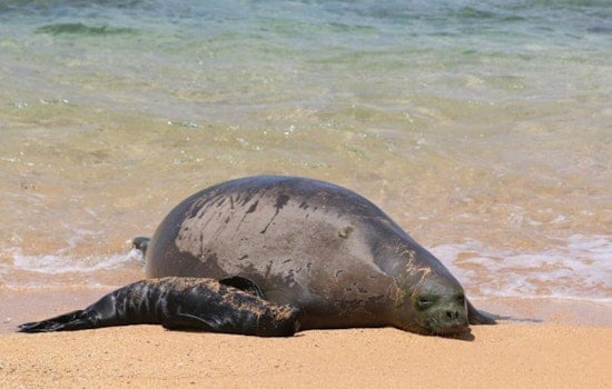 Loose Dogs, Late-Night Parties Put Rocky’s Baby Monk Seal At Risk In Kalaeloa