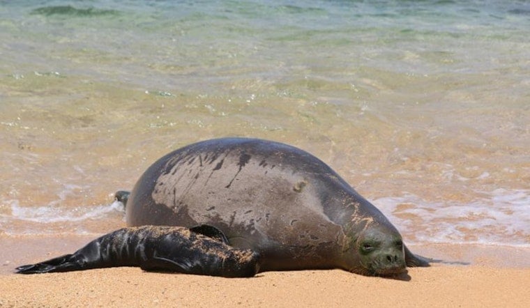 Loose Dogs, Late-Night Parties Put Rocky’s Baby Monk Seal At Risk In Kalaeloa