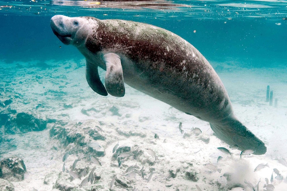 Manatee Mating Mob Hits St. Johns County Beach