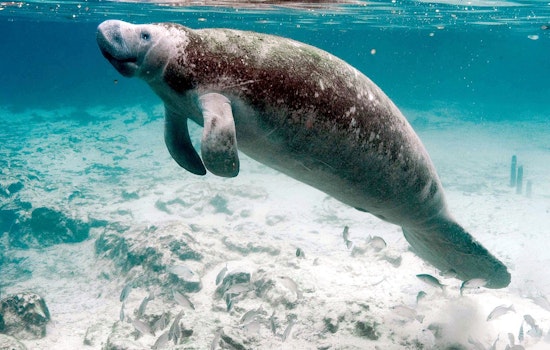 Manatee Mating Mob Hits St. Johns County Beach