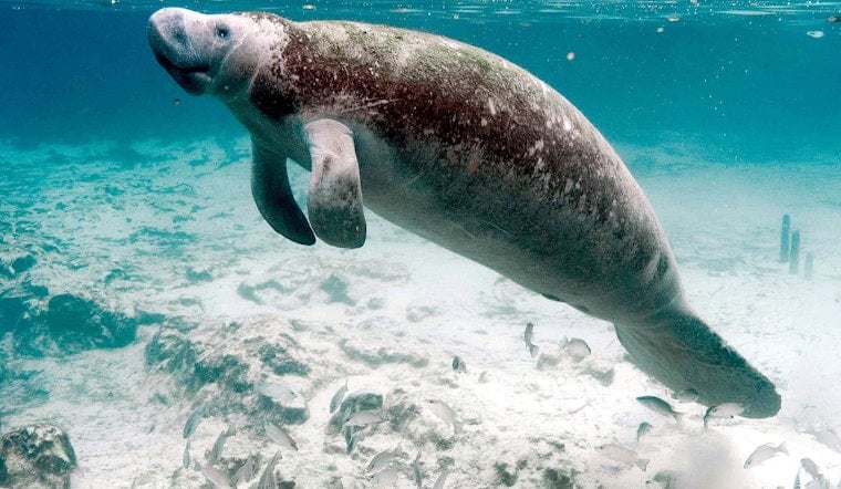 Manatee Mating Mob Hits St. Johns County Beach