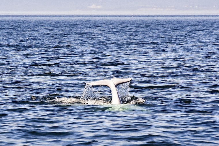 Marineland Whales Get Green Light For Atlanta Move