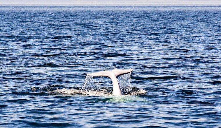 Marineland Whales Get Green Light For Atlanta Move