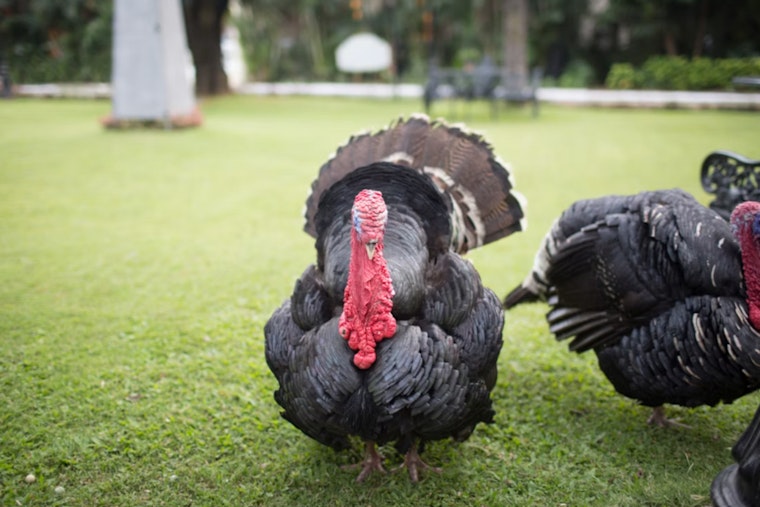 Mass Ave Mayhem As Wild Turkeys Gang Up On Bluebike Rider