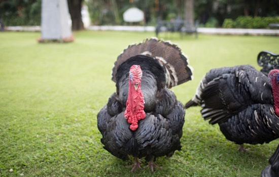 Mass Ave Mayhem As Wild Turkeys Gang Up On Bluebike Rider