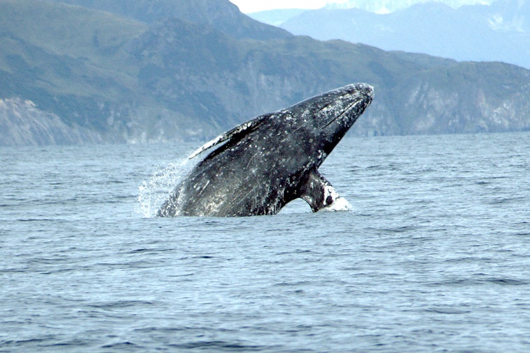 Massive Dead Gray Whale Rolls Onto Gearhart Beach, Stuns Locals