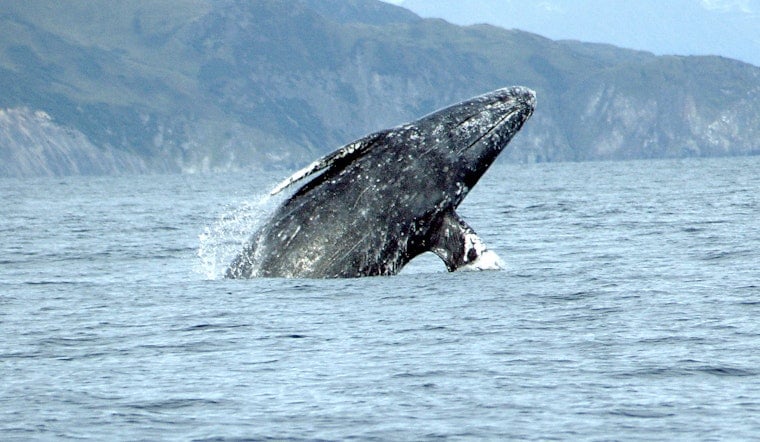 Massive Dead Gray Whale Rolls Onto Gearhart Beach, Stuns Locals