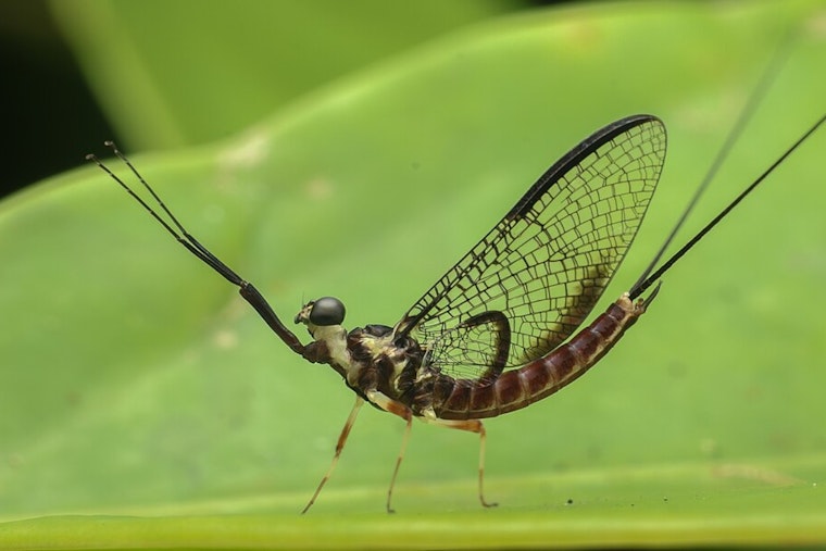 Mayfly Invasion Plunges Port Clinton Streets Into Darkness
